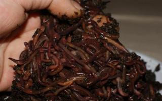 Как разводить червей в домашних условиях Размножение калифорнийских червей