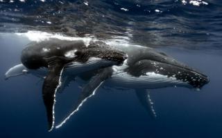 Энциклопедия животных Есть ли у синего кита зубы