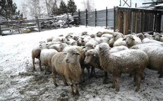 Все что стоит знать фермеру о разведении овец